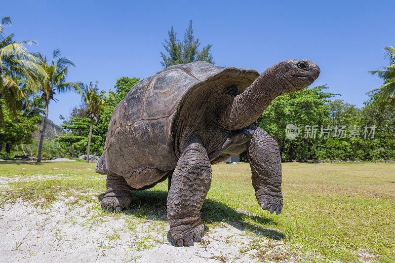 野生动物亚达伯拉巨龟(Aldabrachelys gigantea)在海龟岛好奇，塞舌尔岛